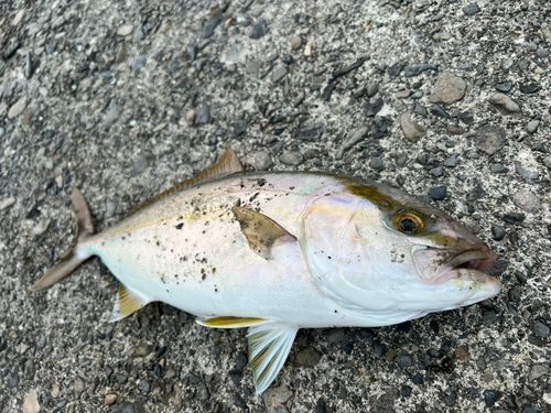 ネイリの釣果