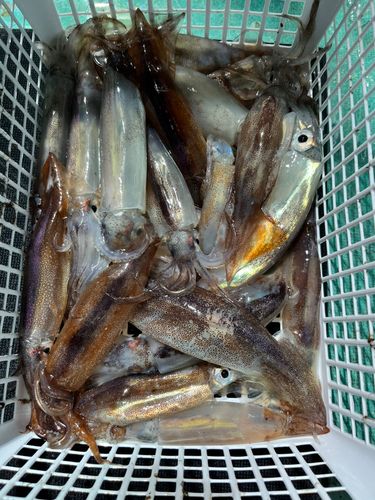 スルメイカの釣果