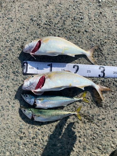 ショゴの釣果