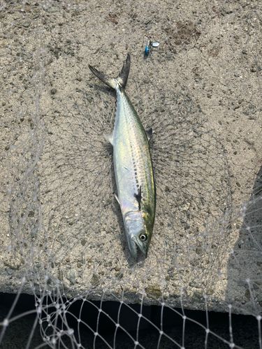 サゴシの釣果
