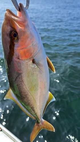 カンパチの釣果