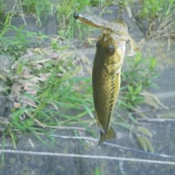 ラージマウスバス