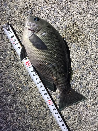 グレの釣果