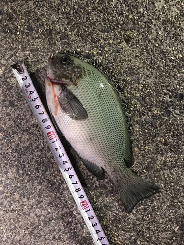 グレの釣果