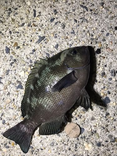 グレの釣果