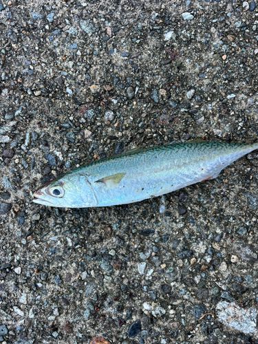マサバの釣果