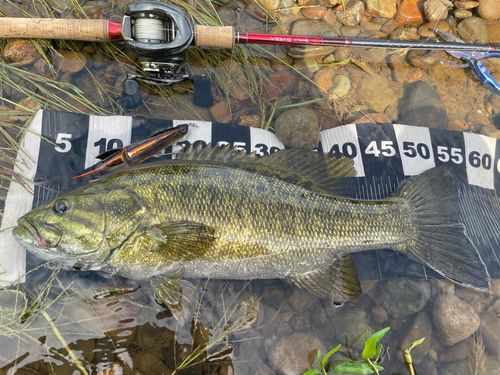 スモールマウスバスの釣果