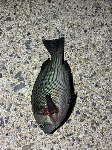 グレの釣果