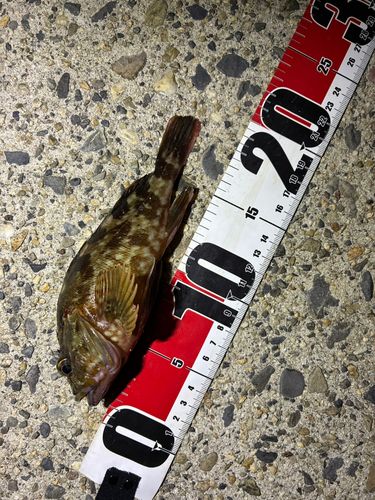 カサゴの釣果