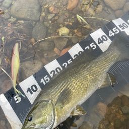 スモールマウスバス