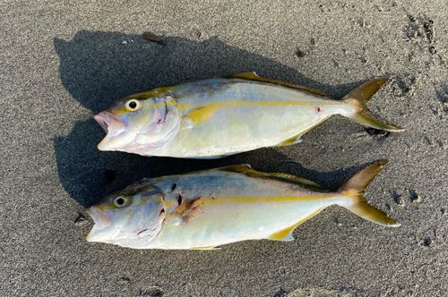ショゴの釣果