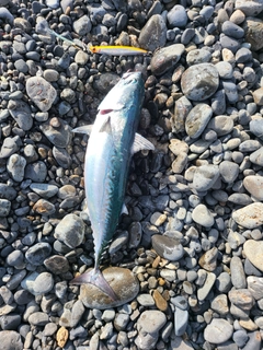 マルソウダの釣果