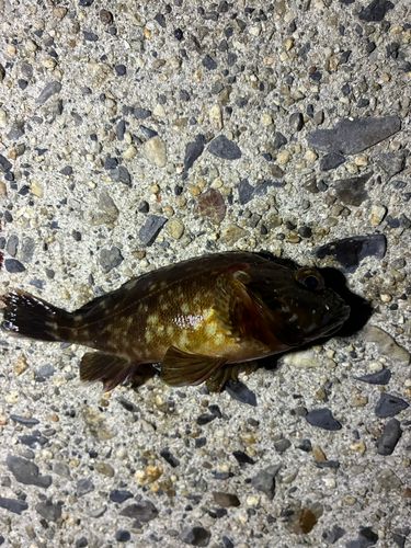 カサゴの釣果