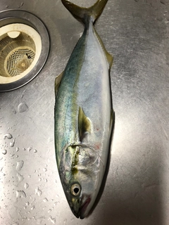 イナダの釣果