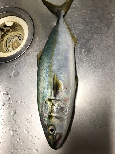 三浦半島
