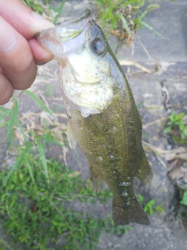 ラージマウスバスの釣果