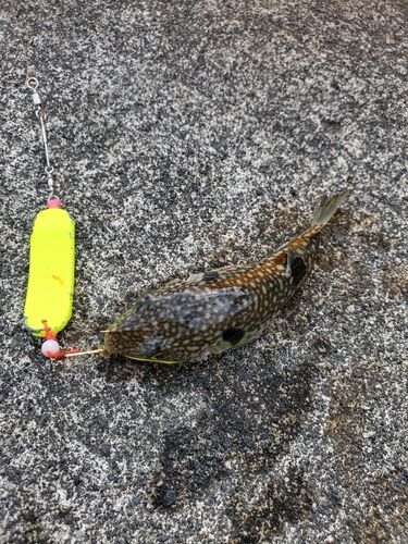 フグの釣果