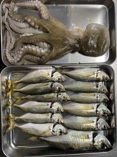 タコの釣果