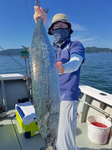 サワラの釣果