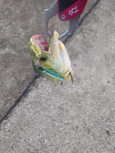 シイラの釣果