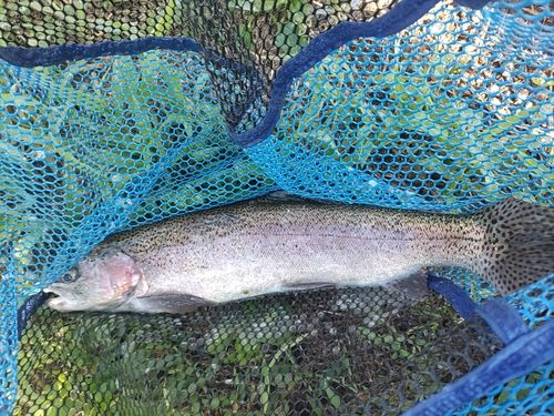 ニジマスの釣果