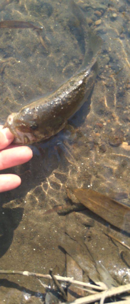 ラージマウスバス