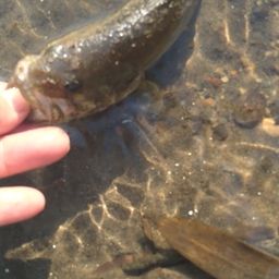 ラージマウスバス