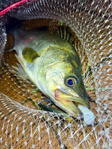 フッコ（マルスズキ）の釣果