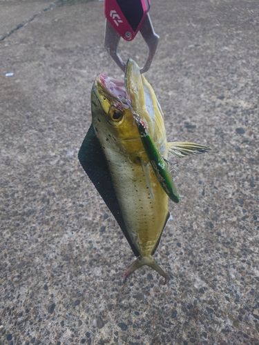 シイラの釣果