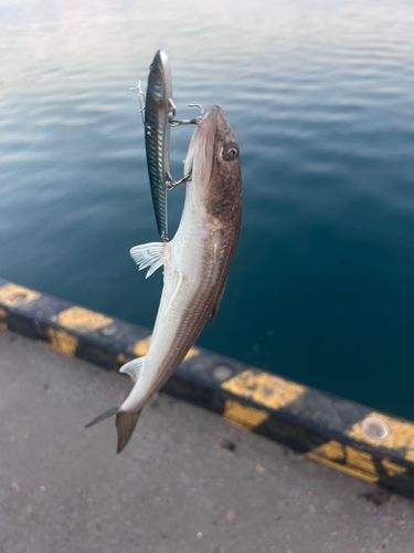 館山湾