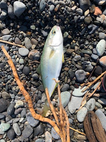 ワカシの釣果