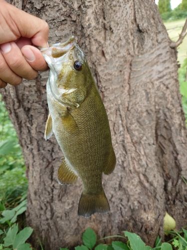 スモールマウスバスの釣果