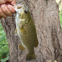 スモールマウスバス