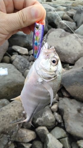 メッキの釣果