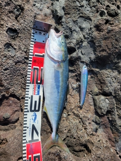 イナダの釣果