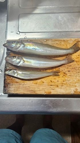 館山湾