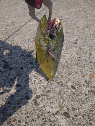 シイラの釣果