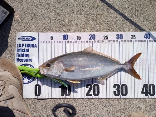 ショゴの釣果