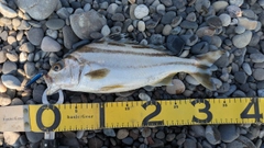 コトヒキの釣果