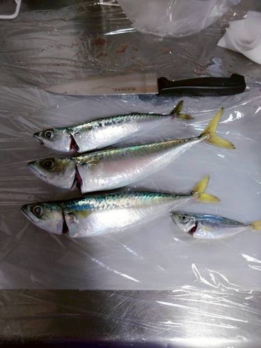 サバの釣果