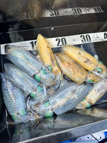 アオリイカの釣果