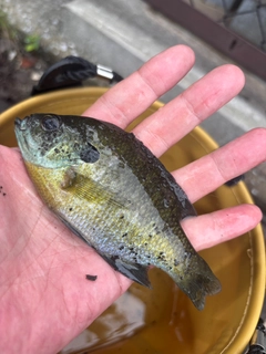 ブルーギルの釣果