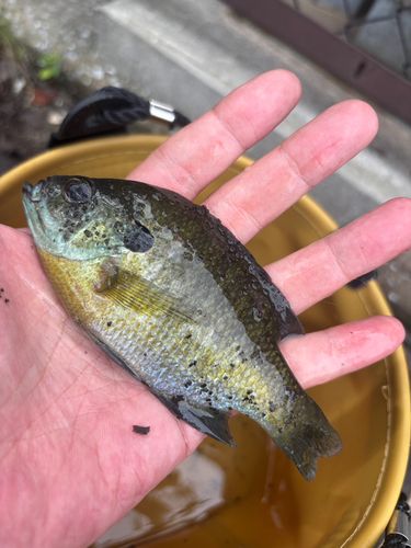 ブルーギルの釣果