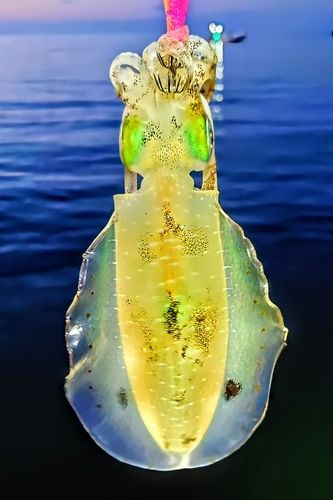 タコの釣果