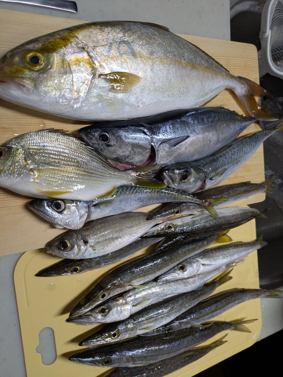 DAIWA 19ラテオ R 100Mの最安値・インプレ・釣果 | 本音の口コミ