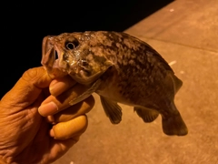 クロソイの釣果