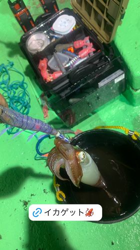 アオリイカの釣果