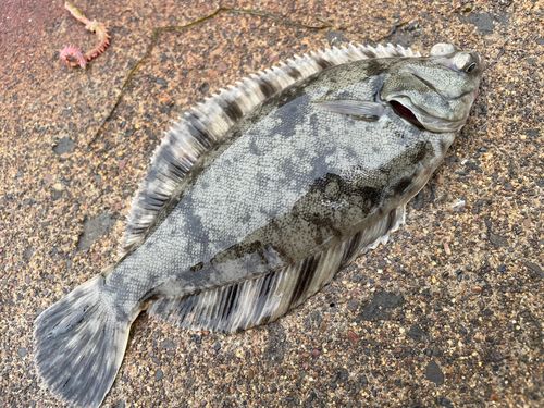 クロガシラガレイの釣果