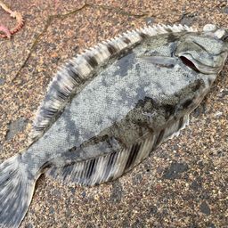 クロガシラガレイ
