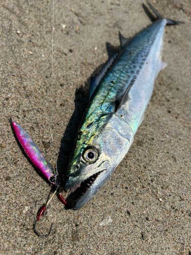 サゴシの釣果